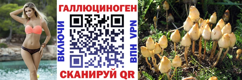 где найти   Раменское  Псилоцибиновые грибы MAGIC MUSHROOMS 